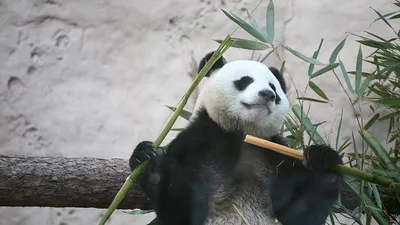 Панда с бамбуком: красивый и оригинальный элемент интерьера» — создано в  Шедевруме