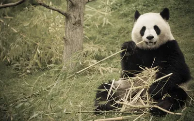 Медведь панды ест бамбук стоковое изображение. изображение насчитывающей  млекопитающее - 138963957
