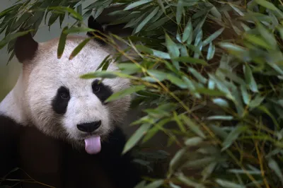 Ну очень старается»: Московский зоопарк показал, как малышка-панда ест  бамбук