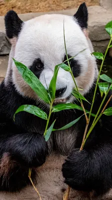 Большая Панда Ест Бамбук — стоковые фотографии и другие картинки Азия -  Азия, Бамбук, Белый - iStock
