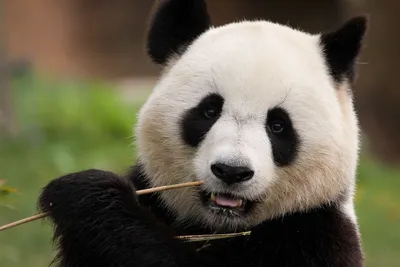 Попытки панды Катюши самостоятельно есть бамбук попали на видео - Мослента