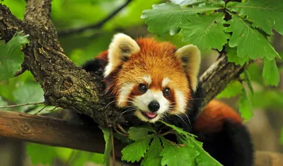 Панда ест бамбук, задний план много…» — создано в Шедевруме