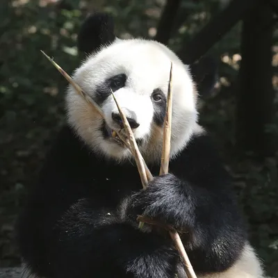 Большая Панда Медведь Ест Бамбук — стоковые фотографии и другие картинки  Панда - Панда, Зоопарк, Бамбук - iStock