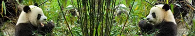 Панды оказались неприспособленными к перевариванию бамбука