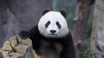 Милый пушистый детёныш панды в …» — создано в Шедевруме