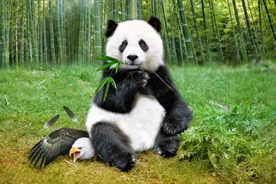 Панда на задних лапах (63 фото) - фото - картинки и рисунки: скачать  бесплатно