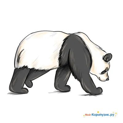 Правильное питание панд... - Московский зоопарк/Moscow Zoo | Facebook