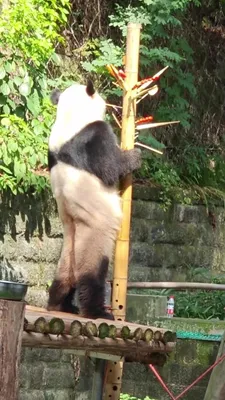 Мо Мо или Катюша? Какое имя может получить малышка-панда из Московского  зоопарка – Москва 24, 06.12.2023