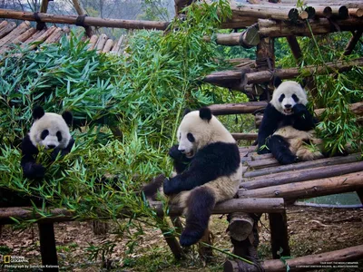 Вес, размеры, рост панды большой и малой (красной) - Животное панда:  энциклопедия, все про панду!