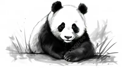 рисунок медведя панды в черно белом цвете, распечатать картинку панды, панда,  белый фон картинки и Фото для бесплатной загрузки