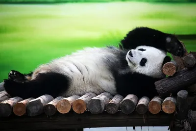 Панды не размножаются, когда у них все хорошо – Владикавказ