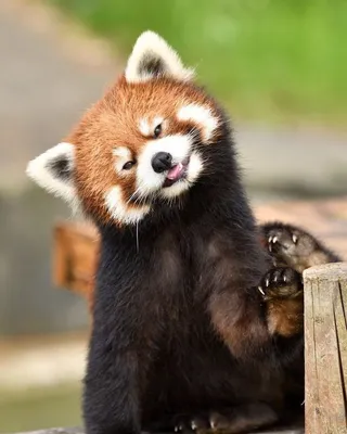 Красная панда картинки - 62 фото