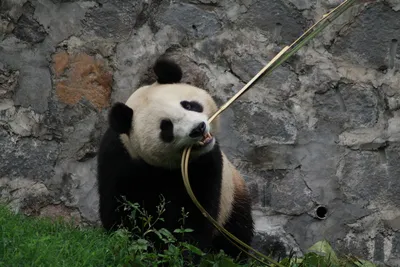 Бамбук и любовь для панды | Интерфакс-Туризм