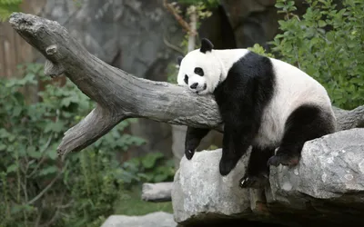 Фото панды высокого разрешения фотографии