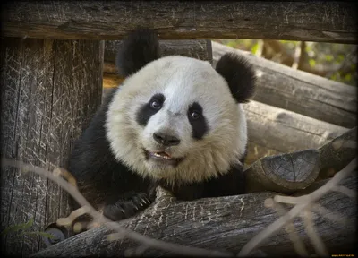 Игрушка Collecta Большая панда фигурка животного купить по цене 634 ₽ в  интернет-магазине Детский мир