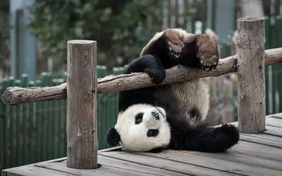 Обои Животные Панды, обои для рабочего стола, фотографии животные, панды,  игра, панда, медведь Обои для рабочего стола, скачать обои картинки  заставки на рабочий стол.
