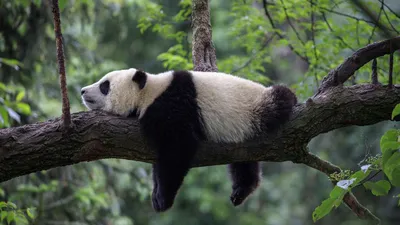 Спит ли панда? - Телеканал «О!»