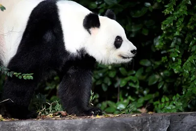 Голову держит увереннее». Посмотрите новые фото детеныша большой панды |  РБК Life