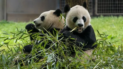 Детеныш панды в Московском зоопарке: видео, фото, где и когда посмотреть