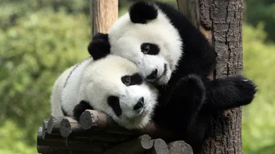 Большие панды перестали вымирать