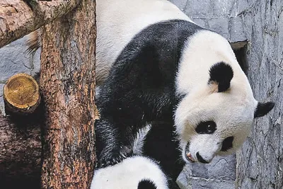 Конец панда-дипломатии». Китай забирает всех больших панд из зоопарков США