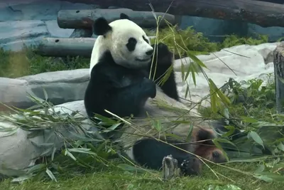 Почему пандам сложно размножаться в неволе?