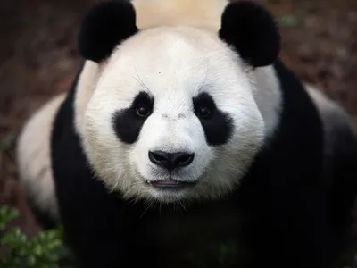 Опрос по выбору имени новорожденного детеныша панды