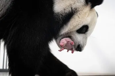 Настоящее чудо: как живет и развивается детеныш панды в Московском зоопарке