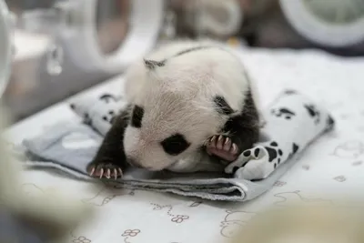 Где будет жить рожденный в Московском зоопарке малыш панды - Российская  газета