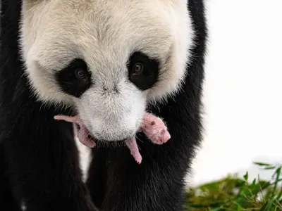 У детеныша панды из Московского зоопарка появляется черно-белый окрас - РИА  Новости, 03.09.2023