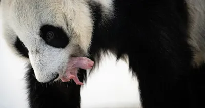 Панды-близнецы вышли в свет | Euronews