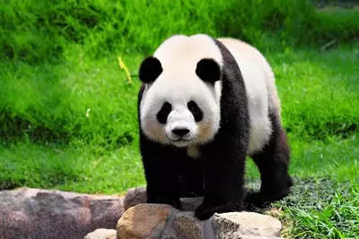 Европейцы впервые узнали о существовании большой панды - Знаменательное  событие