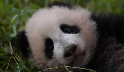 В США из зоопарков могут исчезнуть панды - ZN.ua