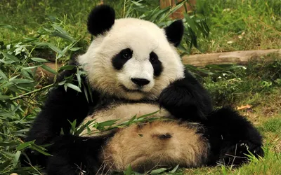 Детеныш панды из Московского зоопарка сделал «кусь» и попал на видео -  Мослента