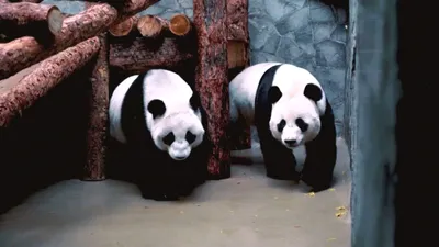 Важные дела малышки-панды показал Московский зоопарк