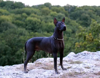 Стала известна самая популярная порода собак во Франции