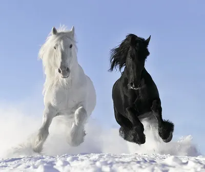 Фото пары лошадей 