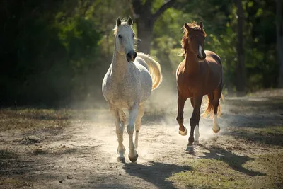 Пара лошадей,бегущих по дороге | Horses, Horse pictures, Pretty horses