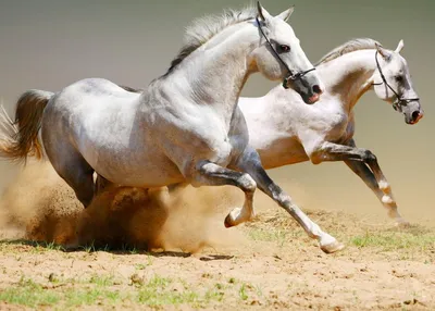 Красивый Красный И Серый Цвет Арабская Лошадь Пара В Любви Фотография,  картинки, изображения и сток-фотография без роялти. Image 40402819