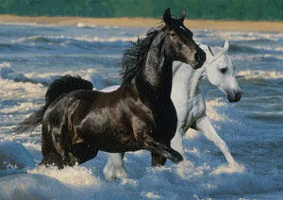Пара лошадей - 70 фото