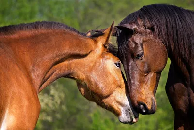 Две лошади рисунок - 72 фото