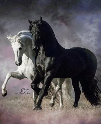 Картина на холсте \"Пара лошадей в поле\"