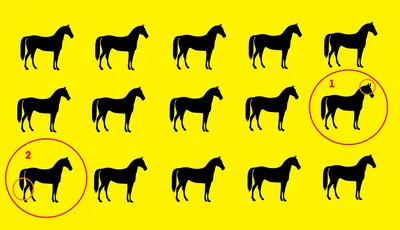 Онлайн пазл «Пара лошадей»