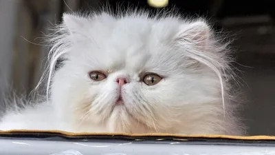 Персидская кошка - цена, характер, описание породы кошки, фото, питомники персидской  кошки, характеристики и отзывы владельцев.
