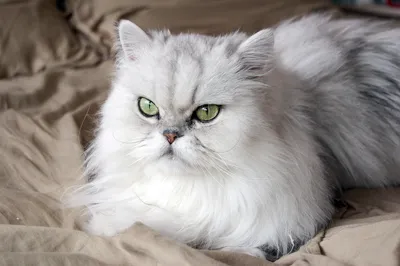 Персидская кошка: фото, описание породы, характер и уход