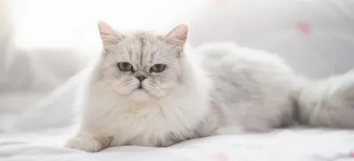 Персидские кошки – живой комочек счастья