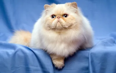 Персидская кошка - Породы кошек - Каталог статей - \"Забота\" Зоомаркет.  Товары для животных в интернете