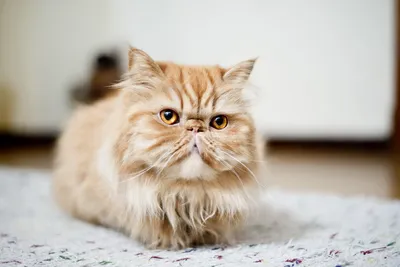 Персидская кошка\" | Пикабу
