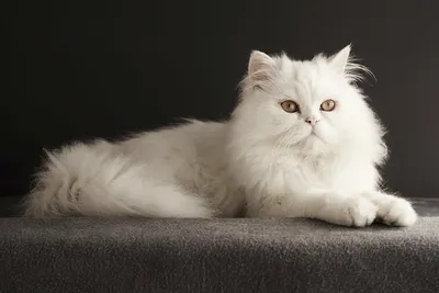 Персидская кошка | Кошки вики | Fandom