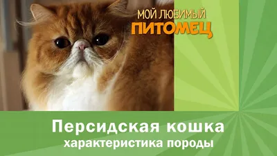 Персидская кошка - самая аристократичная кошка в мире